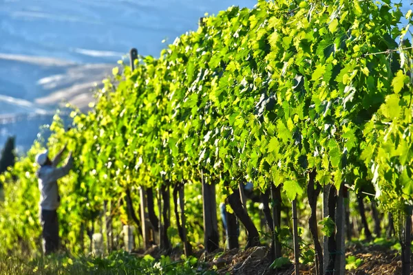 Vineyard near the city of Montalcino, Tuscany, Italy — Stock Photo, Image