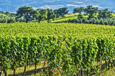 Bağ yakın Montalcino, Toskana, İtalya şehir