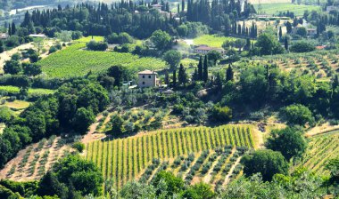 Toskana, İtalya 'daki üzüm bağları