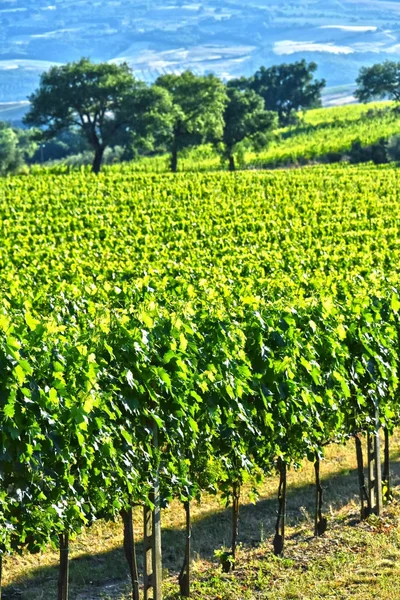 Vineyard near the city of Montalcino, Tuscany, Italy — Stock Photo, Image