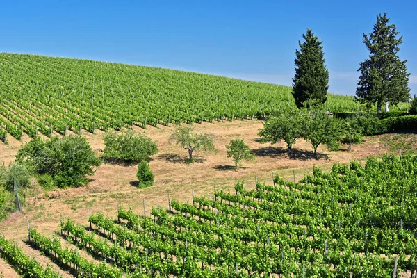 Vineyards near the city of San Gimignano, Tuscany, Italy — Stock Photo, Image