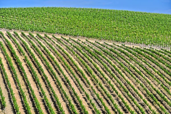 Vineyards near the city of San Gimignano, Tuscany, Italy — Stock Photo, Image