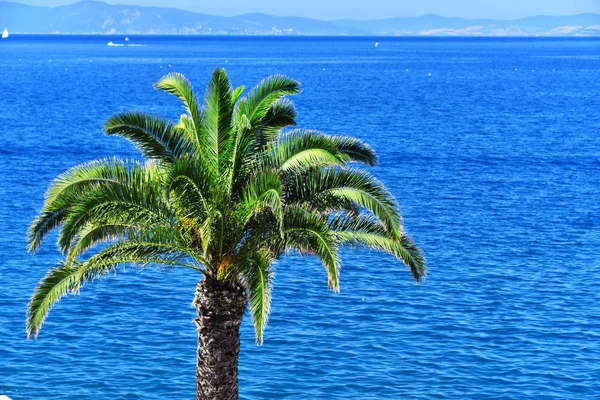 Palma na pobřeží Středozemního moře v Itálii — Stock fotografie