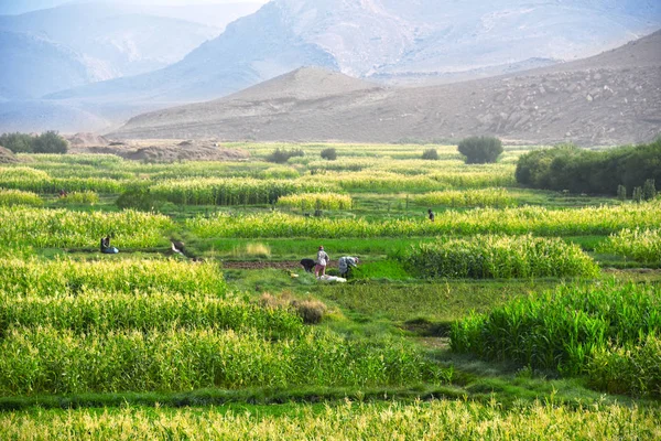 Arbeitsintensive, autarke Landwirtschaft in Marokko — Stockfoto