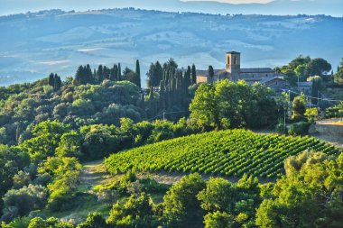 Vineyard near the city of Montalcino, Tuscany, Italy clipart