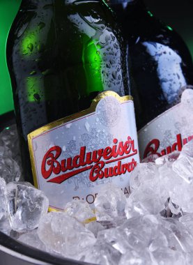 Budweiser Budvar bira şişesi