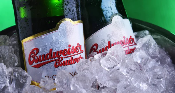 Budweiser Budvar bira şişesi