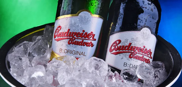 Μπουκάλια μπύρα Budweiser Budvar — Φωτογραφία Αρχείου