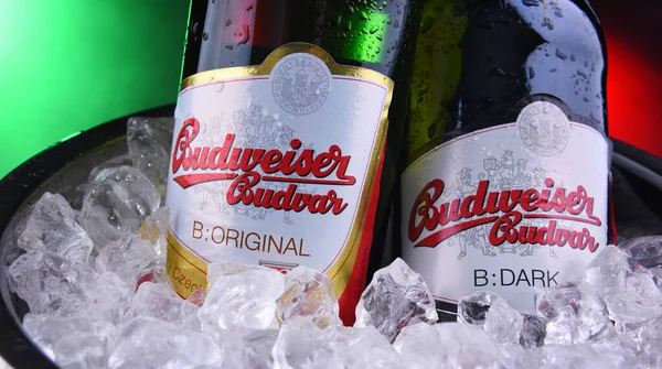 Budweiser Budvar bira şişesi — Stok fotoğraf