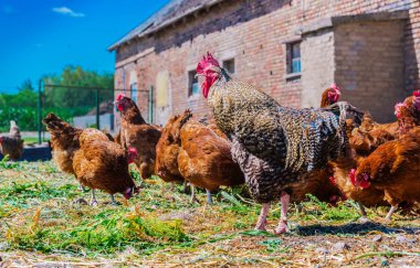 Geleneksel tavuk çiftliğinde tavuklar