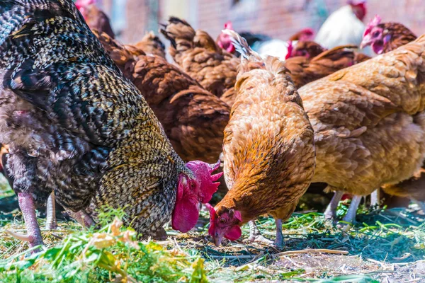 Pollos en granja de aves de corral tradicional — Foto de Stock