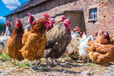 Geleneksel tavuk çiftliğinde tavuklar