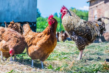 Geleneksel tavuk çiftliğinde tavuklar