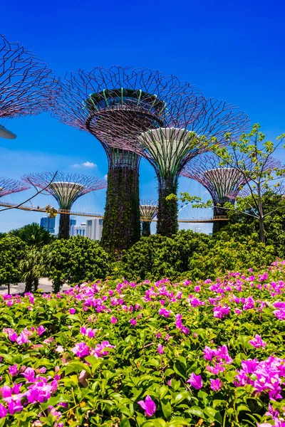 シンガポール 2020年2月29日 マリーナ貯水池に隣接するシンガポール中央部の自然公園湾の庭園 — ストック写真