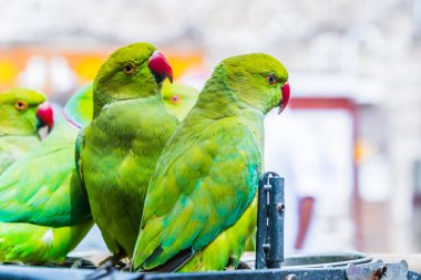 Doha, Katar 'daki Souq Waqif kuş pazarındaki papağanlar