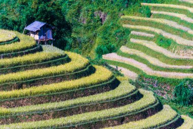 Mu Cang Chai bölgesindeki pirinç tarlalarının manzarası, Yen Bai Eyaleti, Kuzey Vietnam