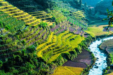 Mu Cang Chai bölgesindeki pirinç tarlalarının manzarası, Yen Bai Eyaleti, Kuzey Vietnam