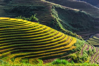 Mu Cang Chai bölgesindeki pirinç tarlalarının manzarası, Yen Bai Eyaleti, Kuzey Vietnam