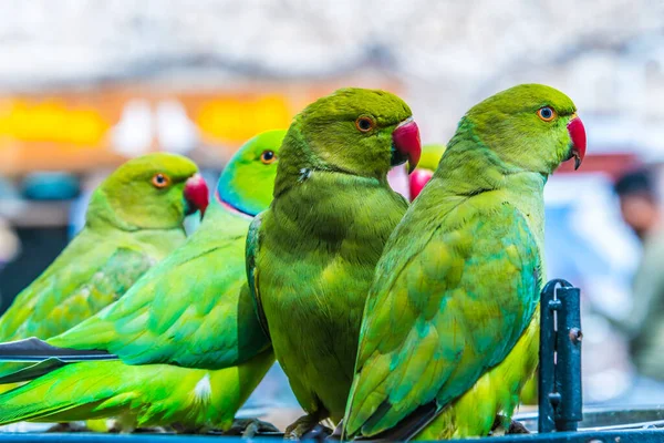 Parrots Souq Waqif Bird Market Doha Qatar — стокове фото