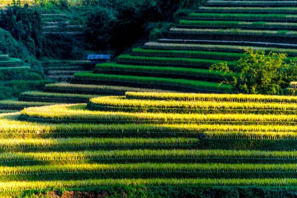 Landschaft Blick Auf Reisfelder Bezirk Cang Chai Provinz Yen Bai — Stockfoto