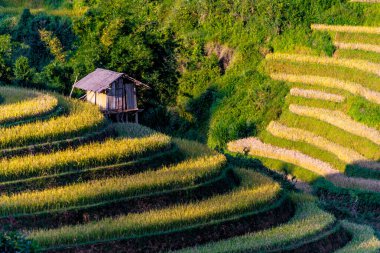 Mu Cang Chai bölgesindeki pirinç tarlalarının manzarası, Yen Bai Eyaleti, Kuzey Vietnam