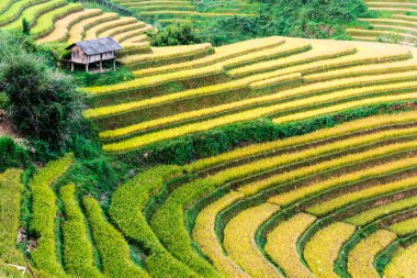 Mu Cang Chai bölgesindeki pirinç tarlalarının manzarası, Yen Bai Eyaleti, Kuzey Vietnam