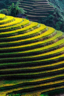 Mu Cang Chai bölgesindeki pirinç tarlalarının manzarası, Yen Bai Eyaleti, Kuzey Vietnam