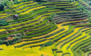 Mu Cang Chai bölgesindeki pirinç tarlalarının manzarası, Yen Bai Eyaleti, Kuzey Vietnam
