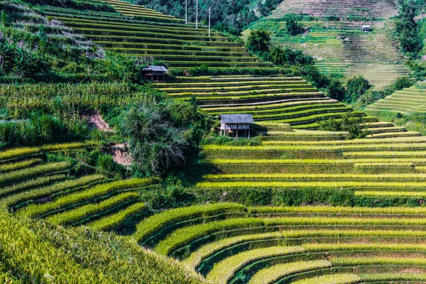 チャイ地区 円白県 ベトナム北部の水田風景 — ストック写真