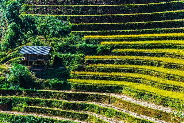 Krajinný Pohled Rýžová Pole Okrese Cang Chai Provincie Yen Bai — Stock fotografie