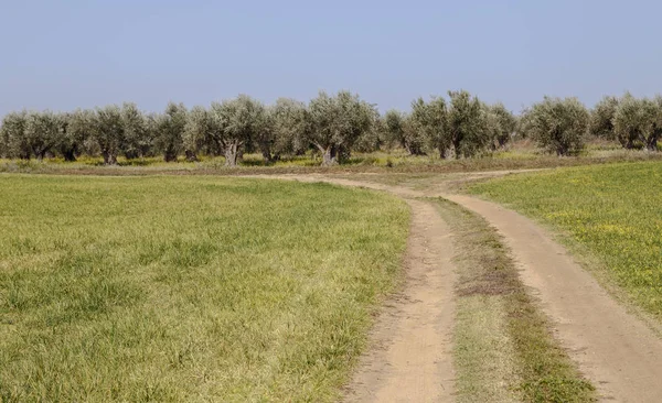 Τοπία της Extremadura βοσκοτόπων στα βόρεια της επαρχίας του Caceres — Φωτογραφία Αρχείου