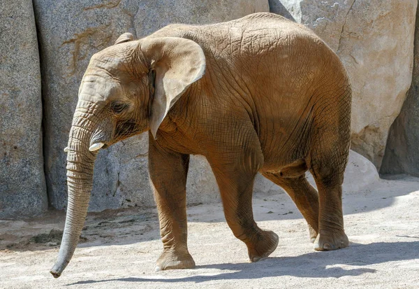 Portret słonia afrykańskiego — Zdjęcie stockowe