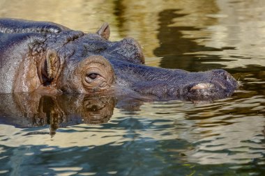 su aygırı kafasını suyun dışında yapıştırma
