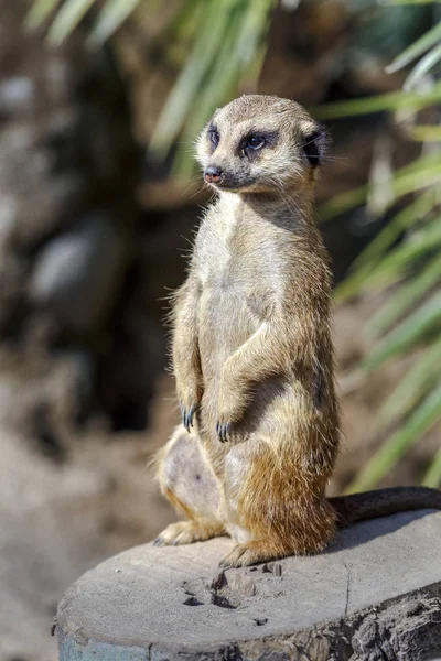 Suricata Meerkat, ссавців тварин — стокове фото