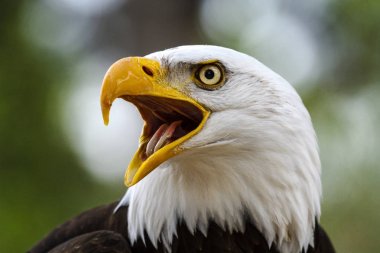Kel kartal haliaeetus leucocephalus
