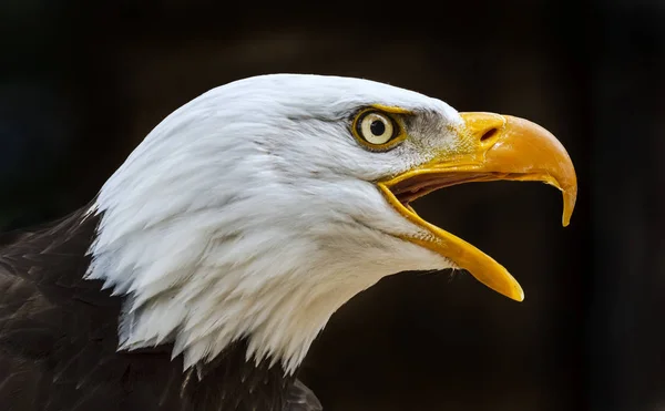 Bald eagle haliaeetus leucocephalus — Stock Fotó