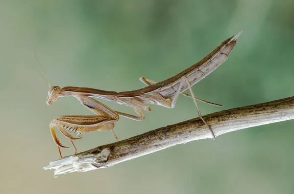 Mantis religiosa - common name praying mantis — Stock Photo, Image