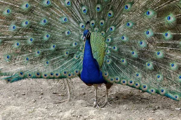 Real pavo macho —  Fotos de Stock