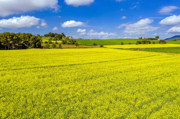 Paisagem Primavera Campo Oleaginosas Com Árvores Fundo Natureza Paisagem Natureza — Fotografia de Stock