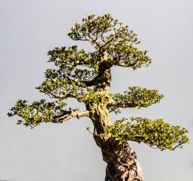 Grup farklı kaktüs ve birlikte büyüyen bitkiler.