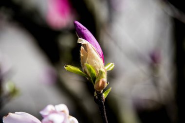 Bahar bahçe tomurcukları çiçeklenmeye başlayan yakın çekim.