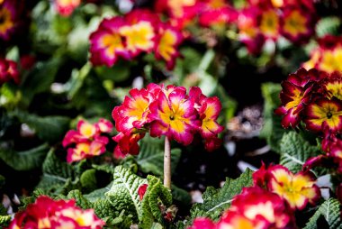 Pembe, altın ve beyaz bahar bahçe çiçek çiçek açan grup yakın çekim.