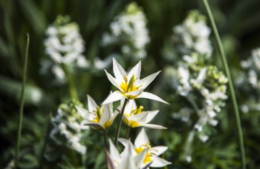 Beyaz nokta bahar yapraklı Bahçe çiçek çiçek.