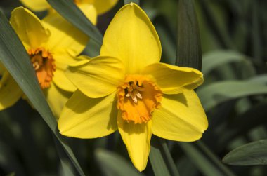 Parlak sarı ve altın nergis çiçek.