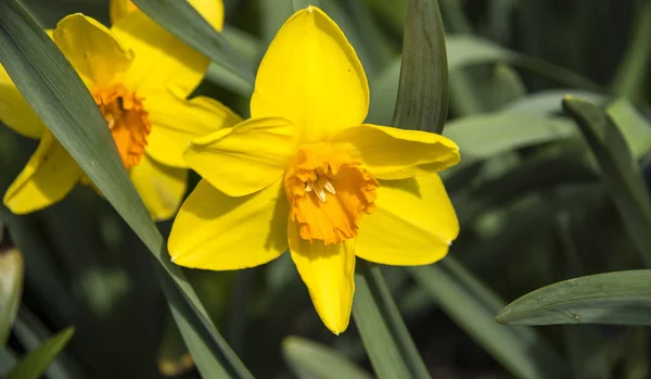 Bright yellow and golden Daffodil blooms. Stock Picture