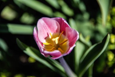 Sürahi çiçek gibi güneş ışığı doğru çiçek açar..