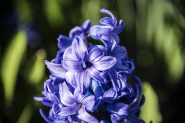 Mavi çiçekler koni yakın çekim.