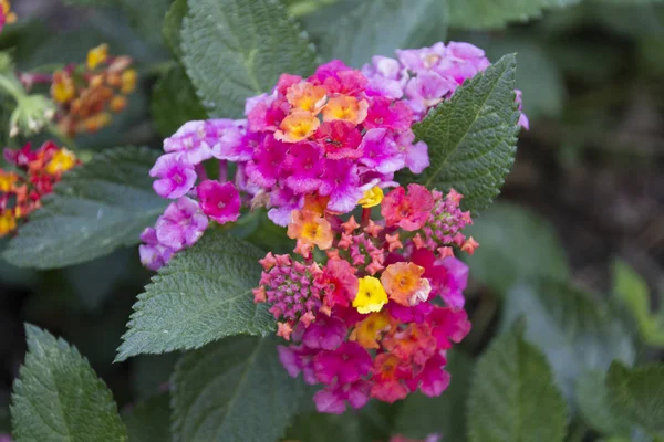 Ant stående på en blomma — Stockfoto