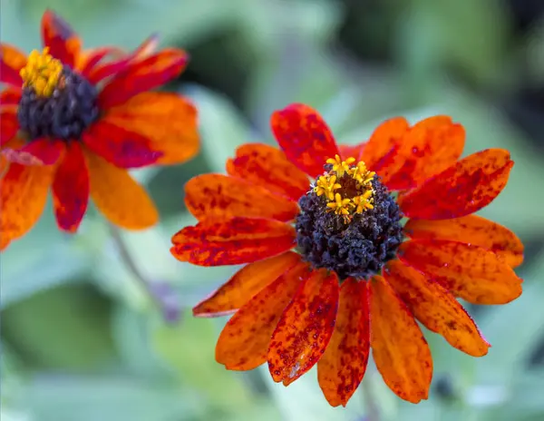 Narancssárga virágot a kertben — Stock Fotó