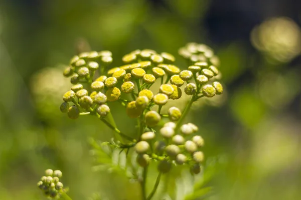 Racimo amarillo de flores — Foto de Stock